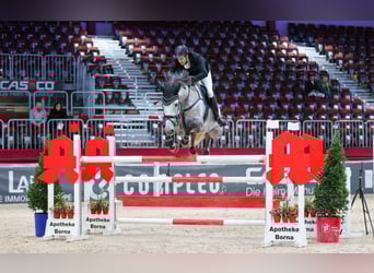 KWPN, Mare, 9 years, 17,1 hh, Grey-Fleabitten