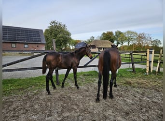 KWPN, Mare, Foal (05/2025), 12,2 hh, Bay-Dark