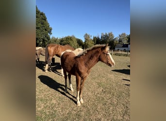 KWPN Mix, Mare, Foal (04/2026), 15.2 hh