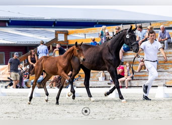 KWPN, Mare, Foal (03/2026), 16.2 hh, Bay-Dark