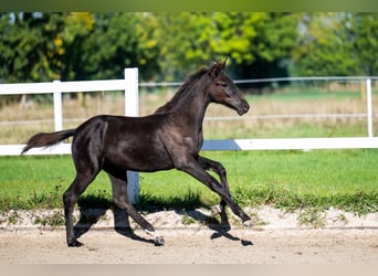 KWPN, Mare, Foal (05/2026), 16.2 hh, Black