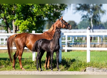 KWPN, Mare, Foal (05/2026), 16.2 hh, Black