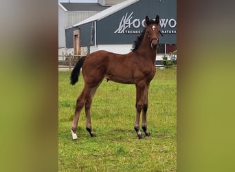 KWPN, Mare, Foal (05/2026), 16.2 hh, Brown