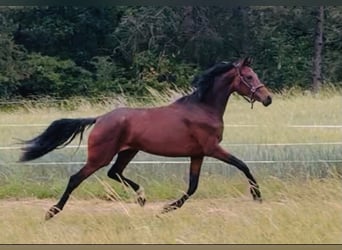 KWPN, Mare, Foal (01/2026), 16.2 hh, Brown