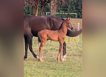 KWPN, Mare, Foal (06/2026), 16.3 hh, Bay-Dark