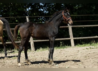 KWPN, Mare, Foal (03/2025), 16 hh, Brown