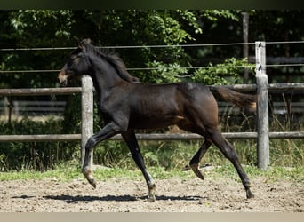 KWPN, Mare, Foal (03/2025), 16 hh, Brown