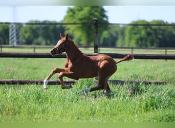 KWPN, Mare, Foal (04/2025), 16,1 hh, Chestnut
