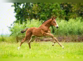 KWPN, Mare, Foal (06/2025), 16,2 hh, Brown