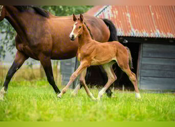KWPN, Mare, Foal (06/2025), 16,2 hh, Brown