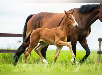 KWPN, Mare, Foal (06/2025), 16,2 hh, Brown