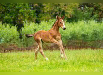 KWPN, Mare, Foal (06/2025), 16,2 hh, Brown