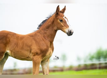 KWPN, Mare, Foal (06/2025), 16,2 hh, Brown