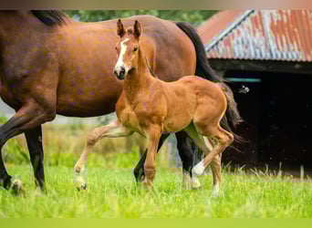 KWPN, Mare, Foal (06/2025), 16,2 hh, Brown