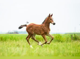KWPN, Mare, Foal (06/2025), 16,2 hh, Brown