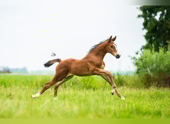 KWPN, Mare, Foal (06/2025), 16,2 hh, Brown