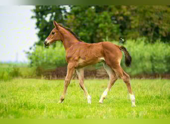 KWPN, Mare, Foal (06/2025), 16,2 hh, Brown