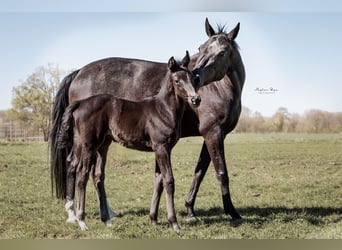 KWPN, Mare, , 16,2 hh, Smoky-Black