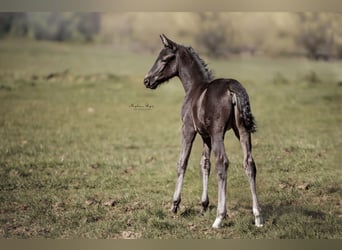 KWPN, Mare, , 16,2 hh, Smoky-Black