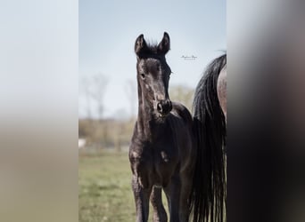 KWPN, Mare, , 16,2 hh, Smoky-Black