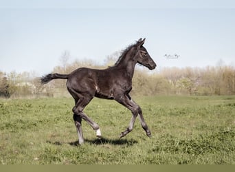 KWPN, Mare, , 16,2 hh, Smoky-Black
