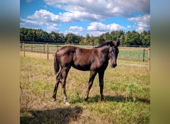 KWPN, Mare, Foal (05/2025), 16,2 hh, Smoky-Black
