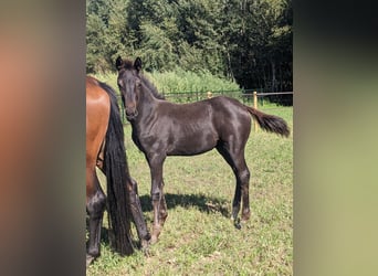KWPN, Mare, Foal (05/2025), 16,2 hh, Smoky-Black