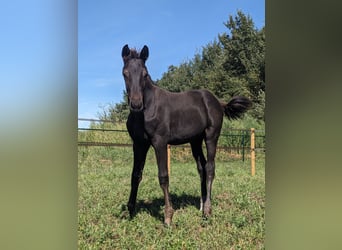 KWPN, Mare, Foal (05/2025), 16,2 hh, Smoky-Black