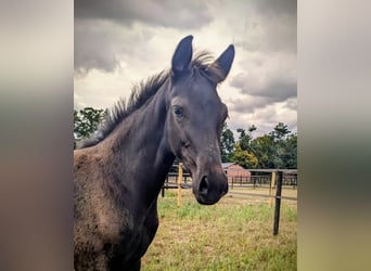 KWPN, Mare, Foal (05/2025), 16,2 hh, Smoky-Black