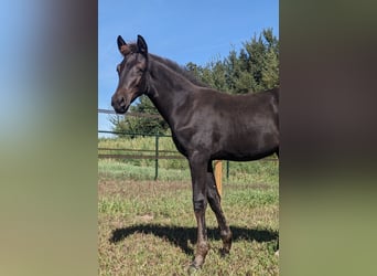 KWPN, Mare, Foal (05/2025), 16,2 hh, Smoky-Black