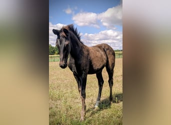 KWPN, Mare, Foal (05/2025), 16,2 hh, Smoky-Black