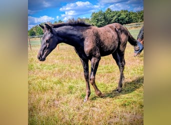 KWPN, Mare, Foal (05/2025), 16,2 hh, Smoky-Black