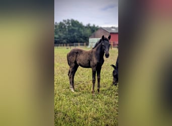 KWPN, Mare, Foal (05/2025), 16,2 hh, Smoky-Black