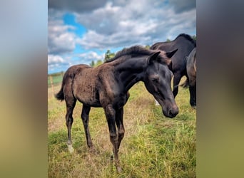 KWPN, Mare, Foal (05/2025), 16,2 hh, Smoky-Black