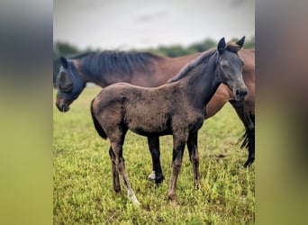 KWPN, Mare, Foal (05/2025), 16,2 hh, Smoky-Black