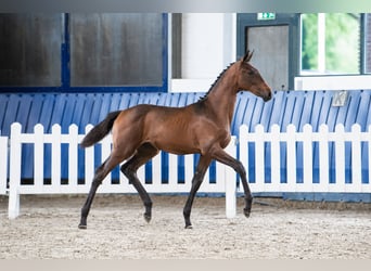 KWPN, Mare, Foal (02/2026), 17 hh, Bay-Dark