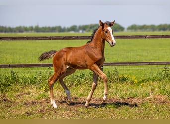 KWPN, Mare, Foal (03/2026), 17 hh, Brown