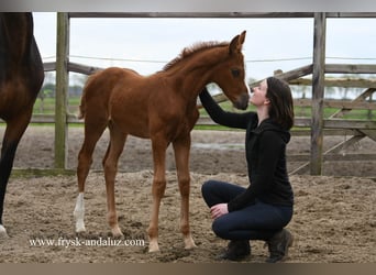 KWPN, Mare, Foal (03/2024), 17 hh, Chestnut