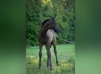KWPN, Mare, , Bay-Dark