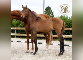 KWPN, Mare, Foal (04/2024), Bay-Dark