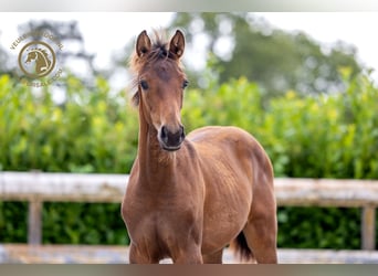 KWPN, Mare, Foal (04/2024), Bay-Dark