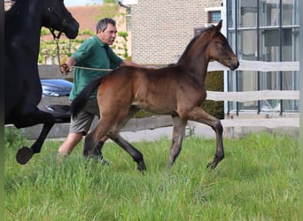 KWPN, Mare, Foal (04/2026), Bay-Dark