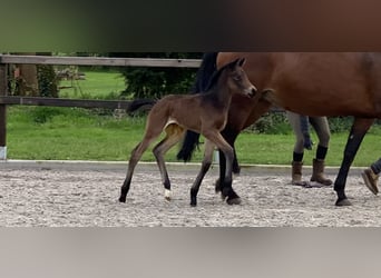 KWPN, Mare, Foal (03/2024), Bay-Dark