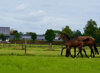 KWPN, Mare, Foal (03/2024), Bay-Dark