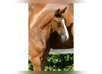 KWPN, Mare, Foal (05/2026), Bay-Dark