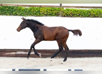KWPN, Mare, Foal (03/2025), Bay-Dark