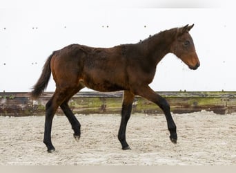 KWPN, Mare, Foal (06/2024), Bay-Dark