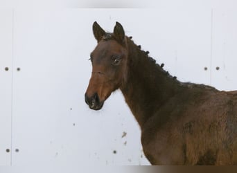 KWPN, Mare, Foal (06/2024), Bay-Dark