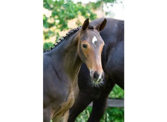 KWPN, Mare, Foal (03/2026), Bay