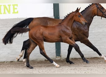 KWPN, Mare, Foal (02/2026), Bay